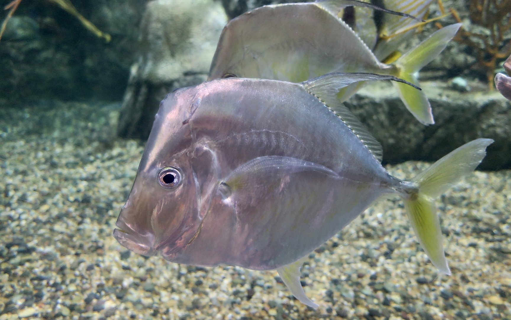 Mexican Lookdown (Selene brevoortii)