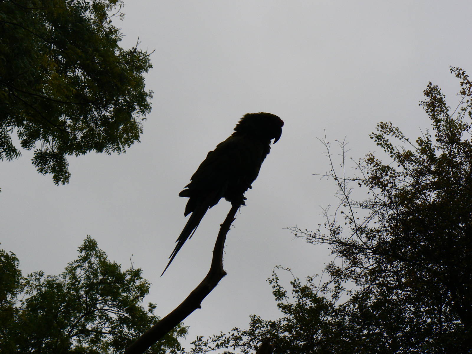 Mexican Military Macaw- 8 October 2015