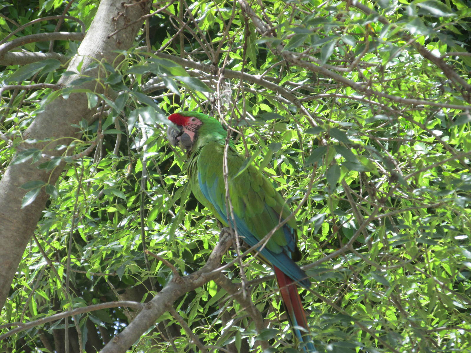 mexican military macaw africam safari