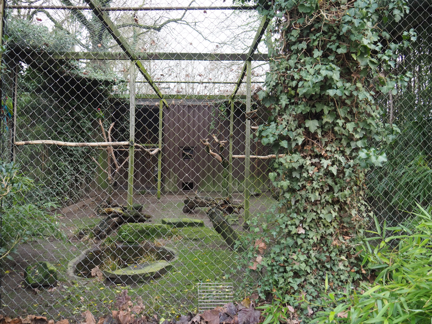 Mexican military macaw and Great curassow aviary, 2020-01-11