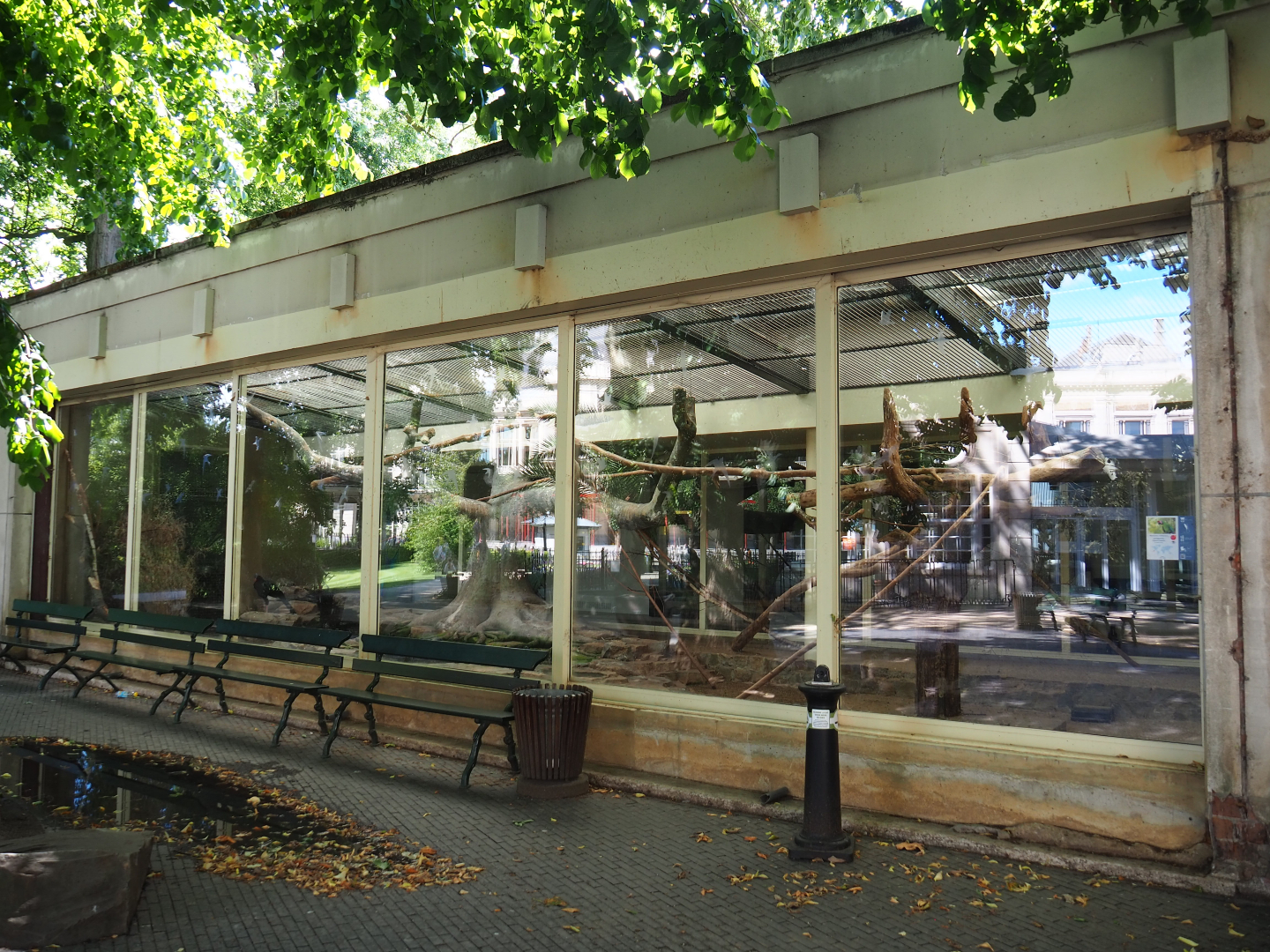 Mexican military macaw and Northern helmeted curassow aviary, 2020-06-28