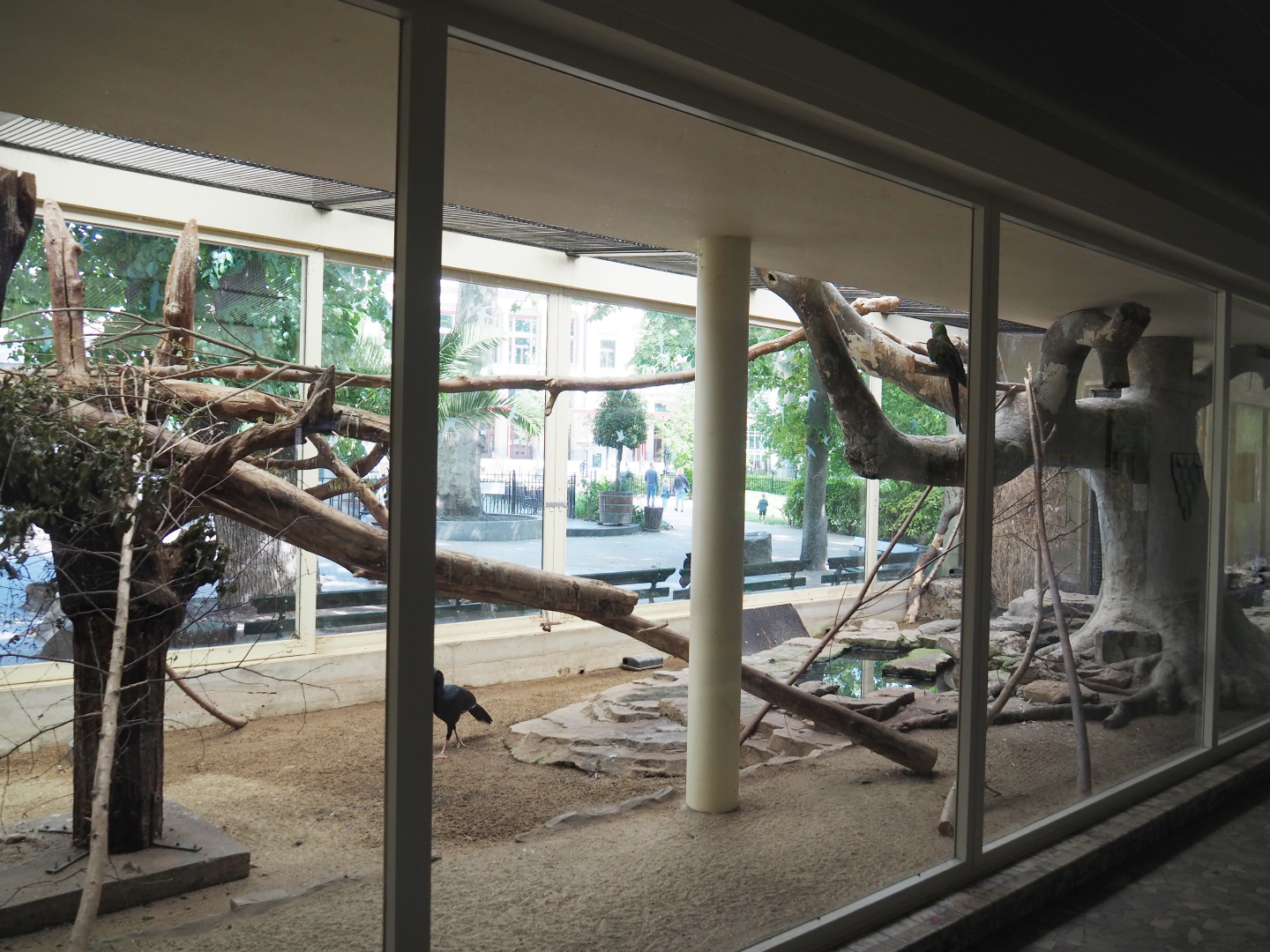Mexican military macaw and Northern helmeted curassow aviary, 2020-06-28
