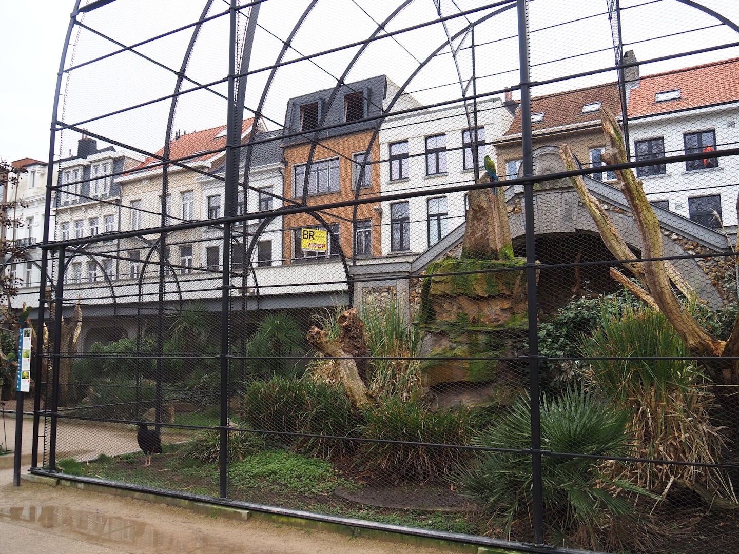 Mexican military macaw and Red-billed curassow aviary, 2024-02-17