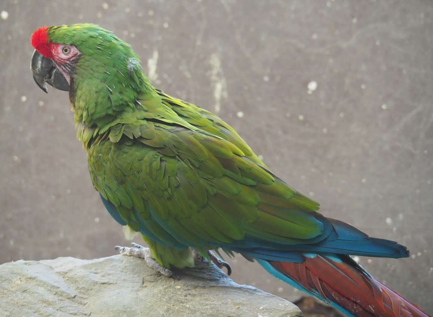 Mexican military macaw (Ara militaris mexicana), 2019-04-20