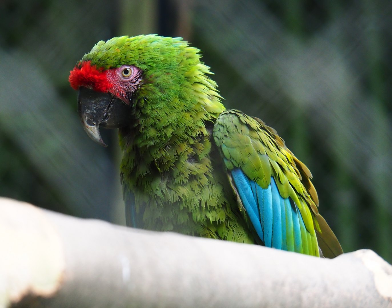 Mexican military macaw (Ara militaris mexicana), 2019-06-26