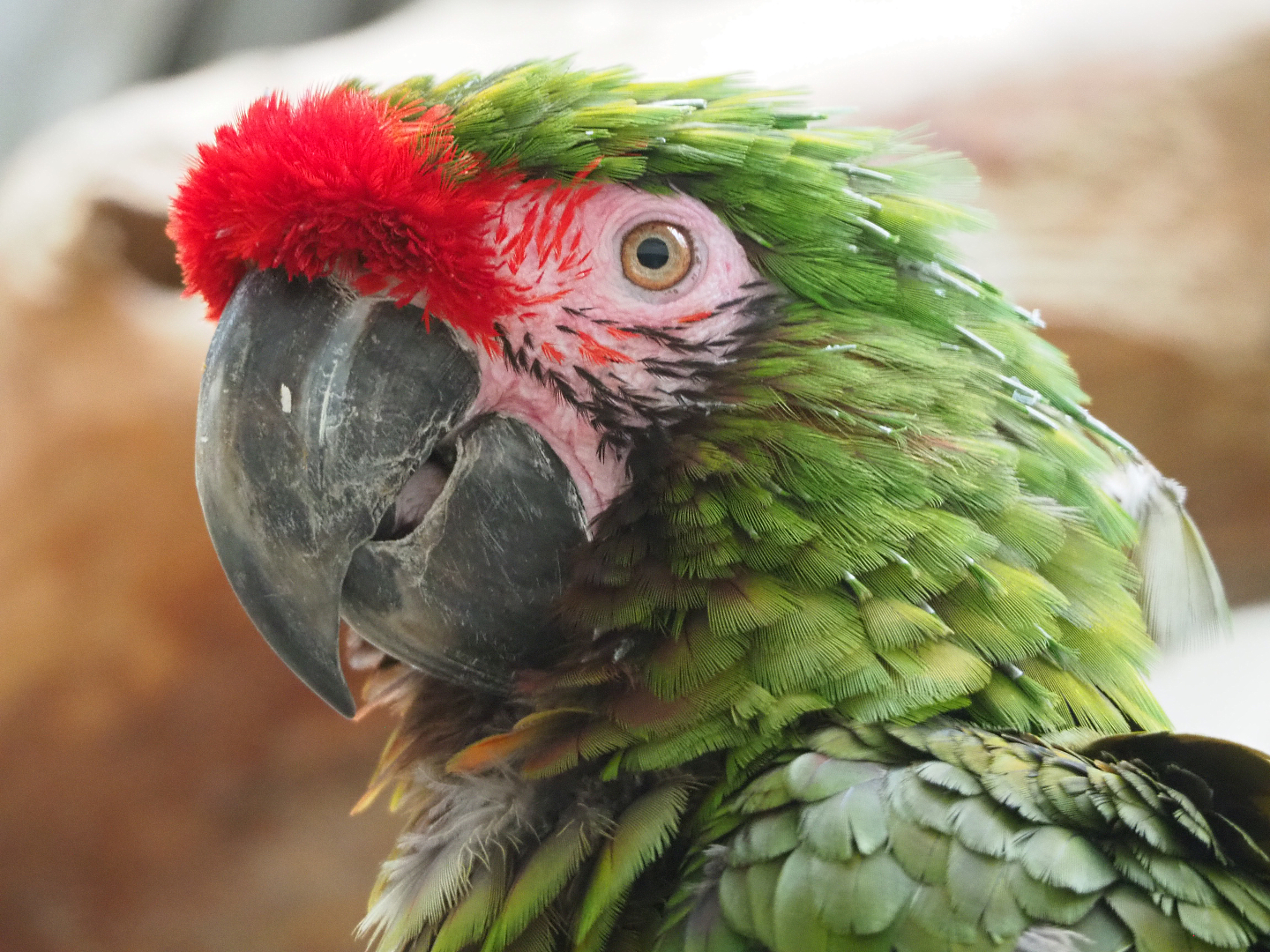 Mexican military macaw (Ara militaris mexicana), 2019-09-21