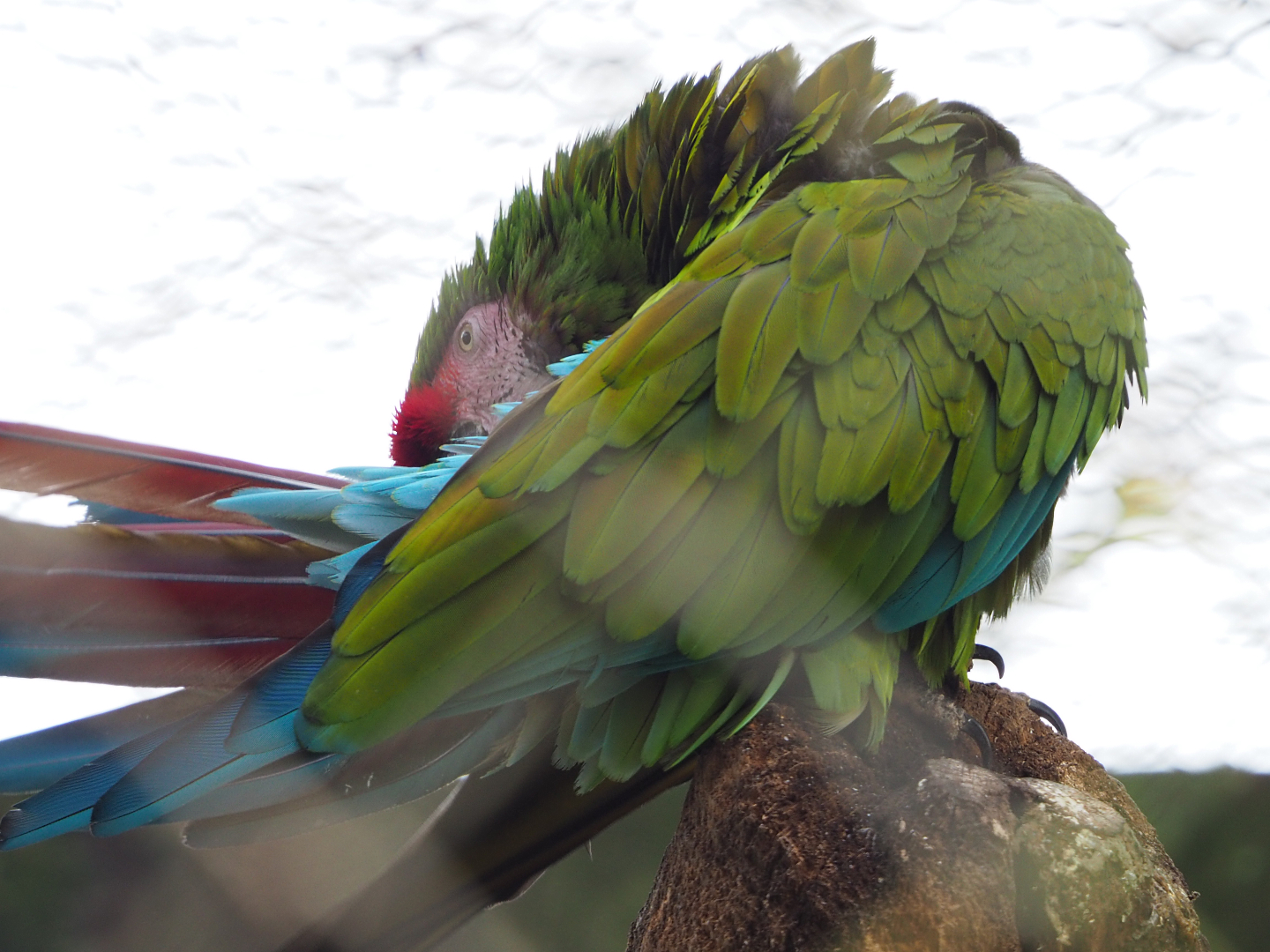 Mexican military macaw (Ara militaris mexicana), 2019-12-28