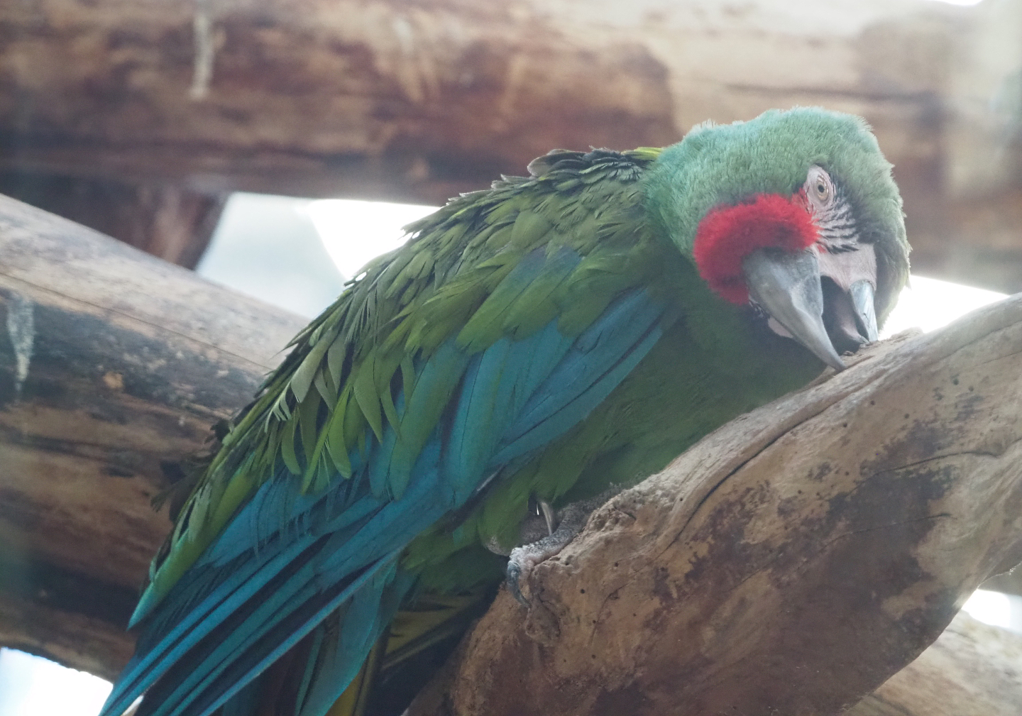 Mexican military macaw (Ara militaris mexicana), 2019-12-30