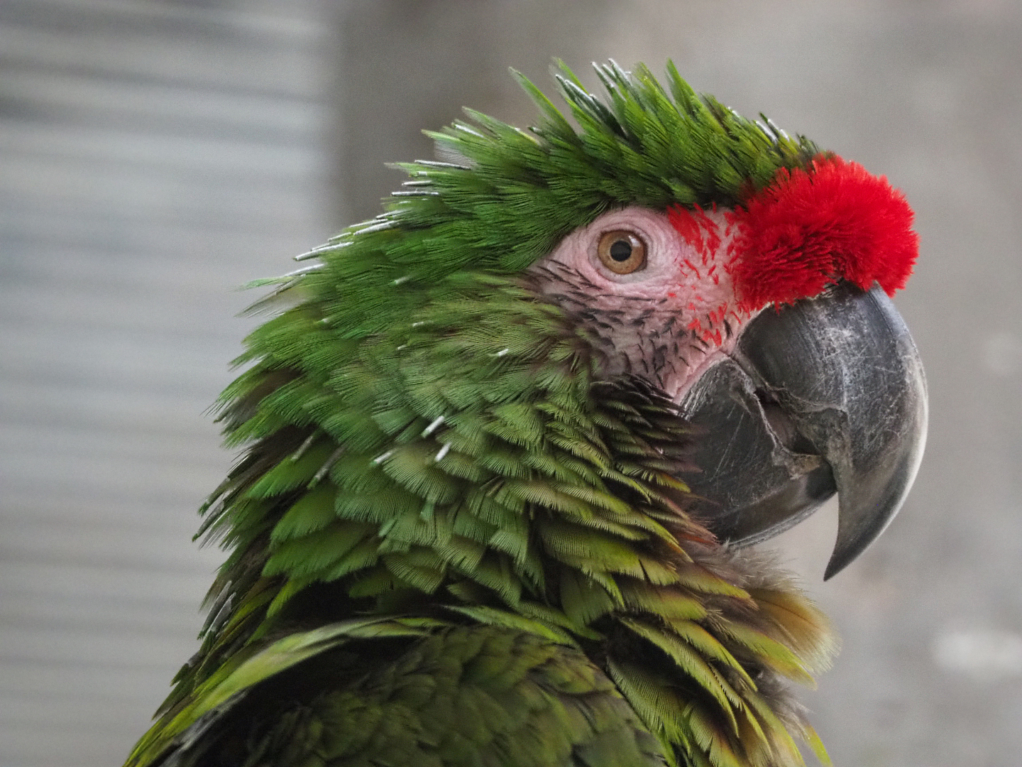 Mexican military macaw (Ara militaris mexicana), 2019-12-30