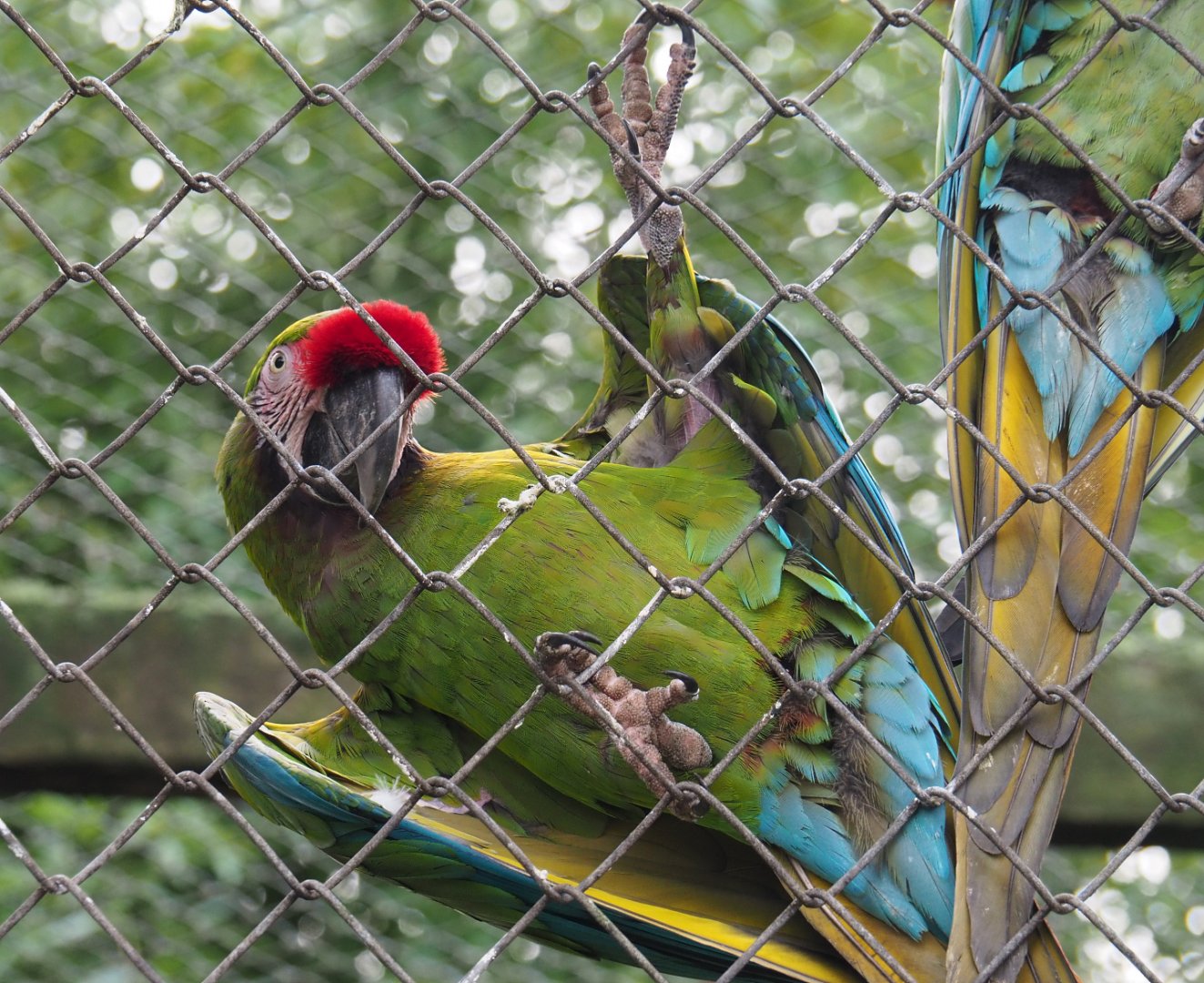 Mexican military macaw (Ara militaris mexicana), 2020-01-11