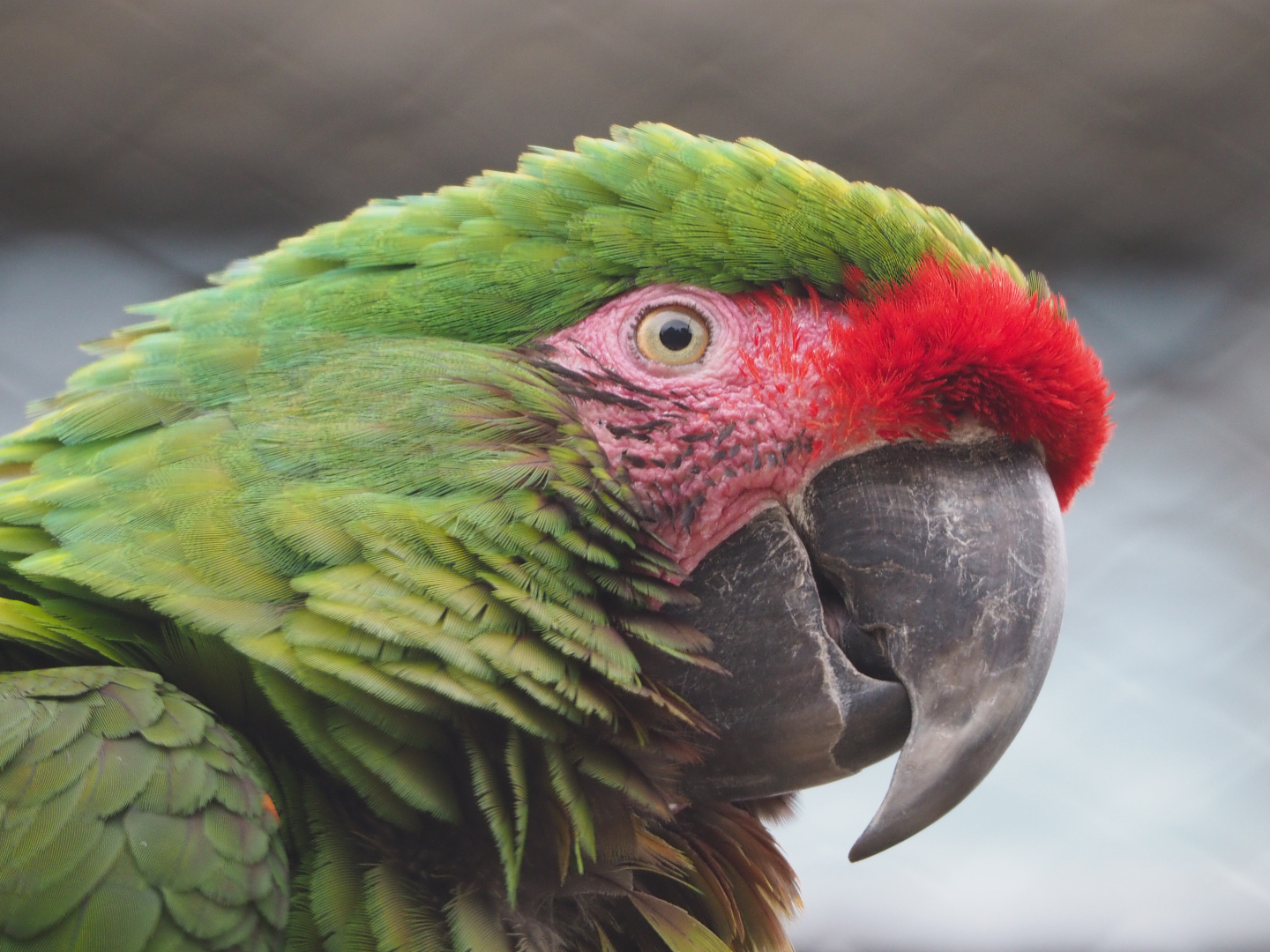 Mexican military macaw (Ara militaris mexicana), 2020-05-24