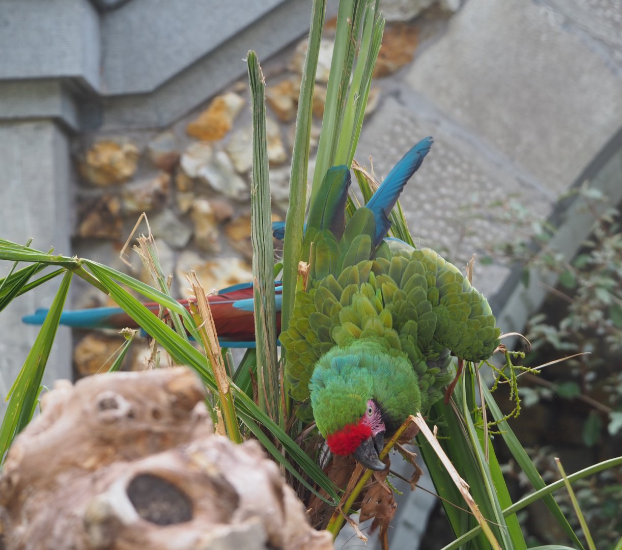 Mexican military macaw (Ara militaris mexicana), 2020-06-28