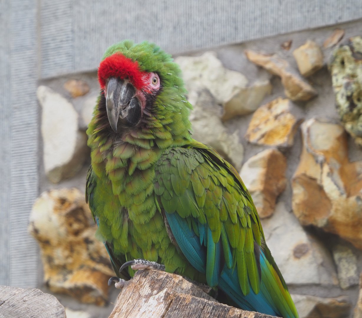 Mexican military macaw (Ara militaris mexicana), 2020-06-28