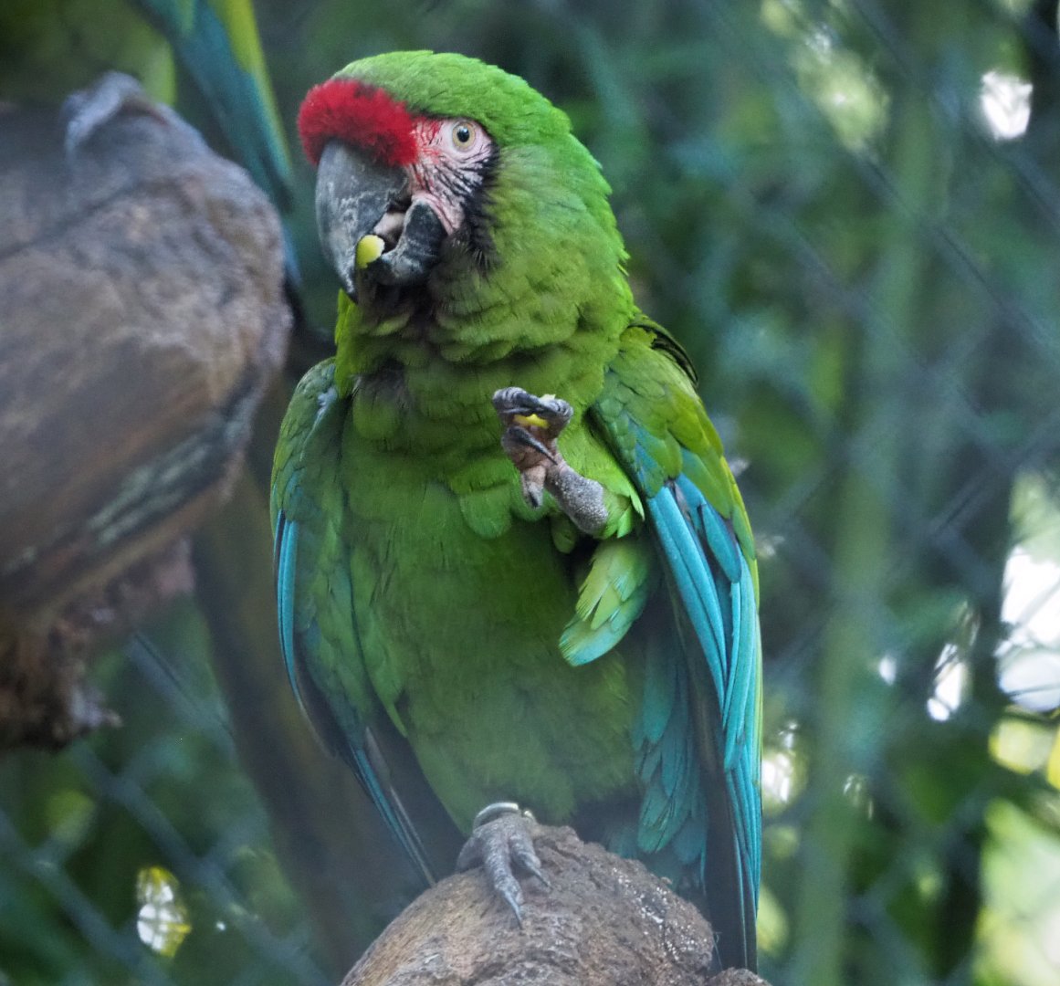 Mexican military macaw (Ara militaris mexicana), 2020-10-10