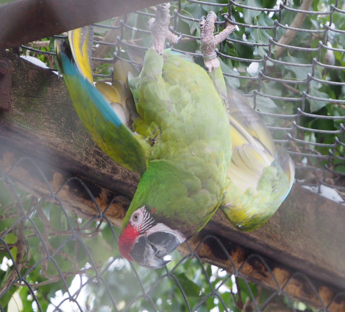 Mexican military macaw (Ara militaris mexicana), 2021-02-14