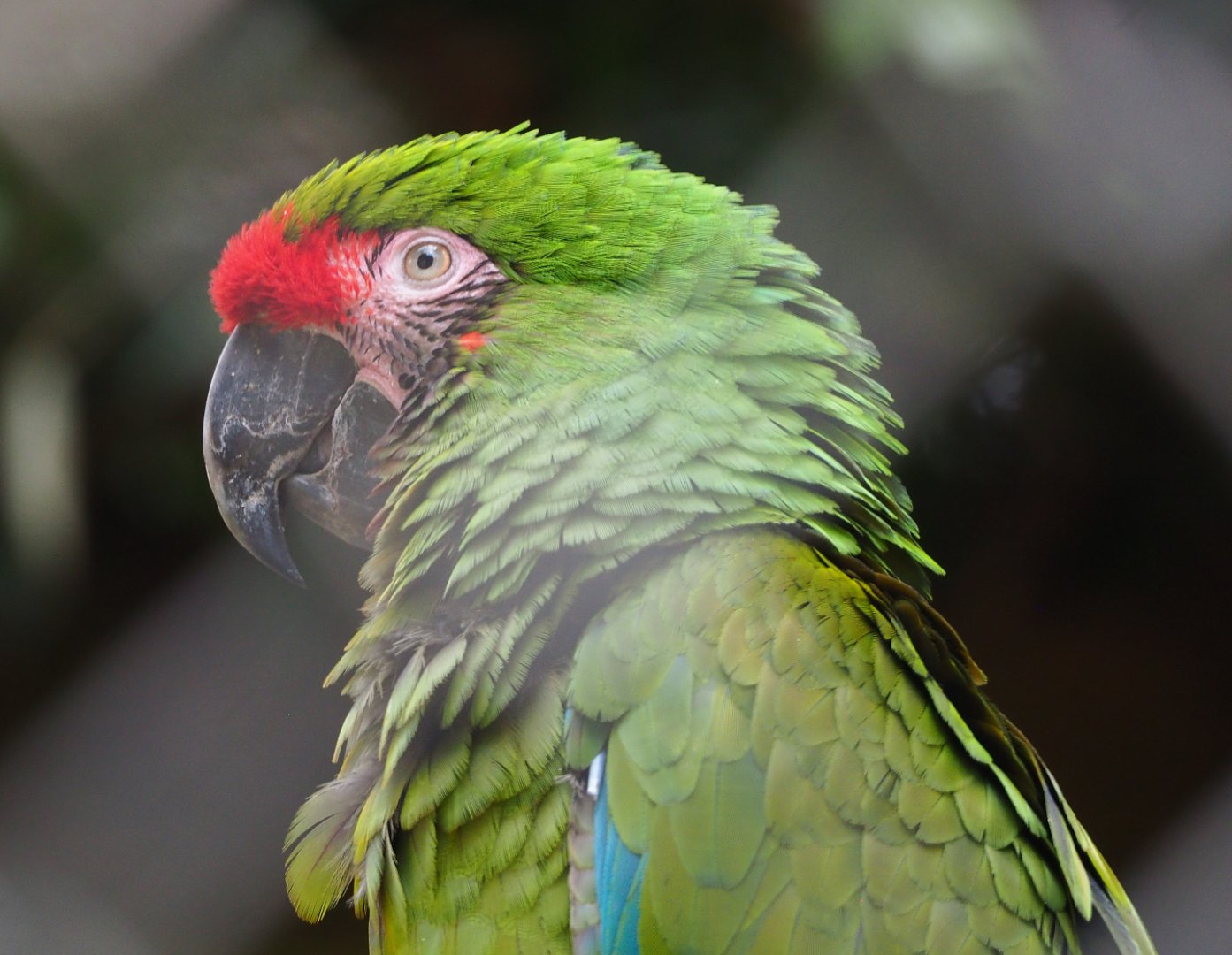 Mexican military macaw (Ara militaris mexicana), 2021-04-20