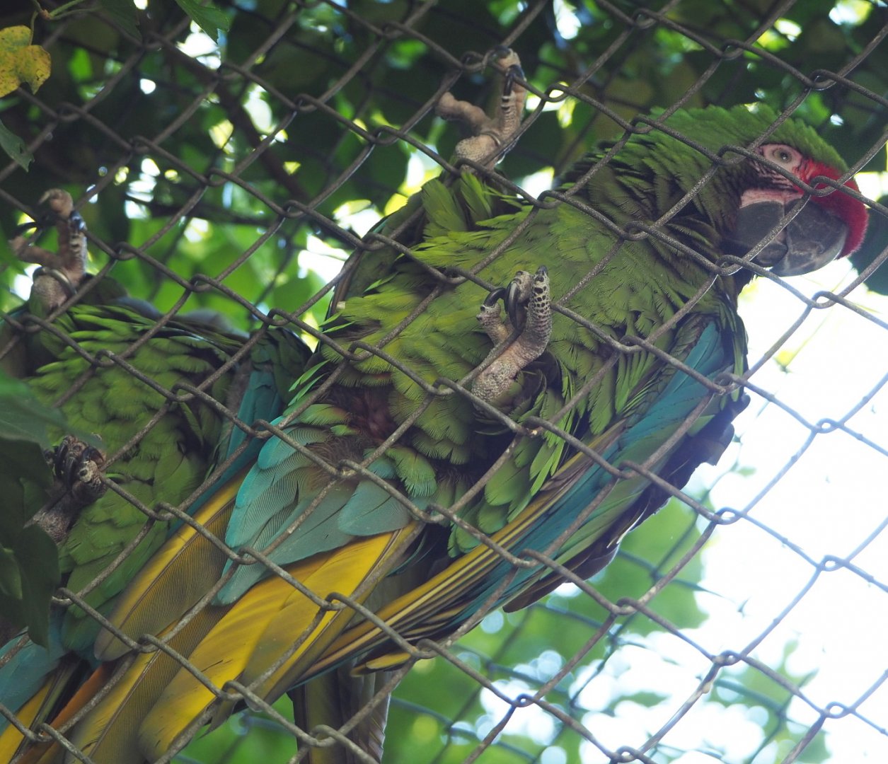 Mexican military macaw (Ara militaris mexicana), 2021-06-01