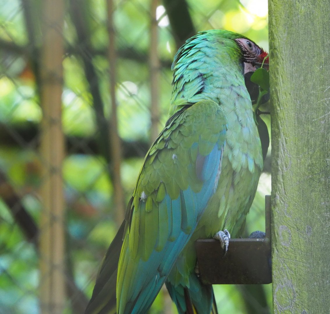 Mexican military macaw (Ara militaris mexicana), 2021-06-01