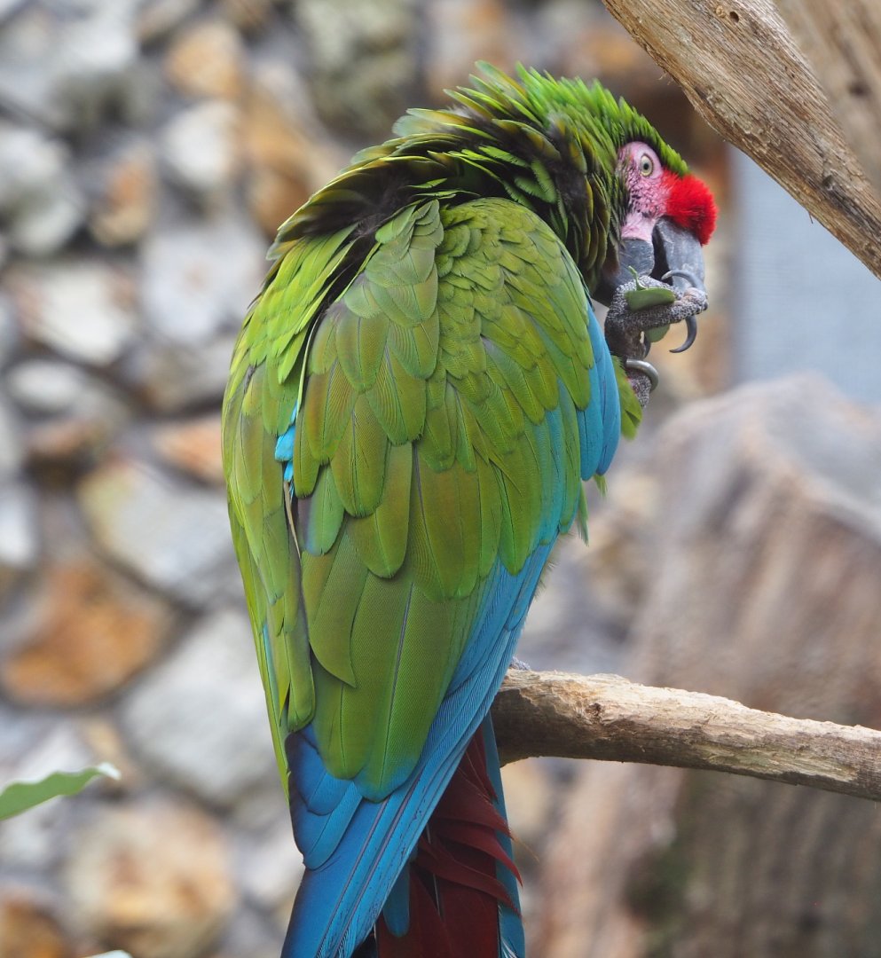 Mexican military macaw (Ara militaris mexicana), 2021-06-12