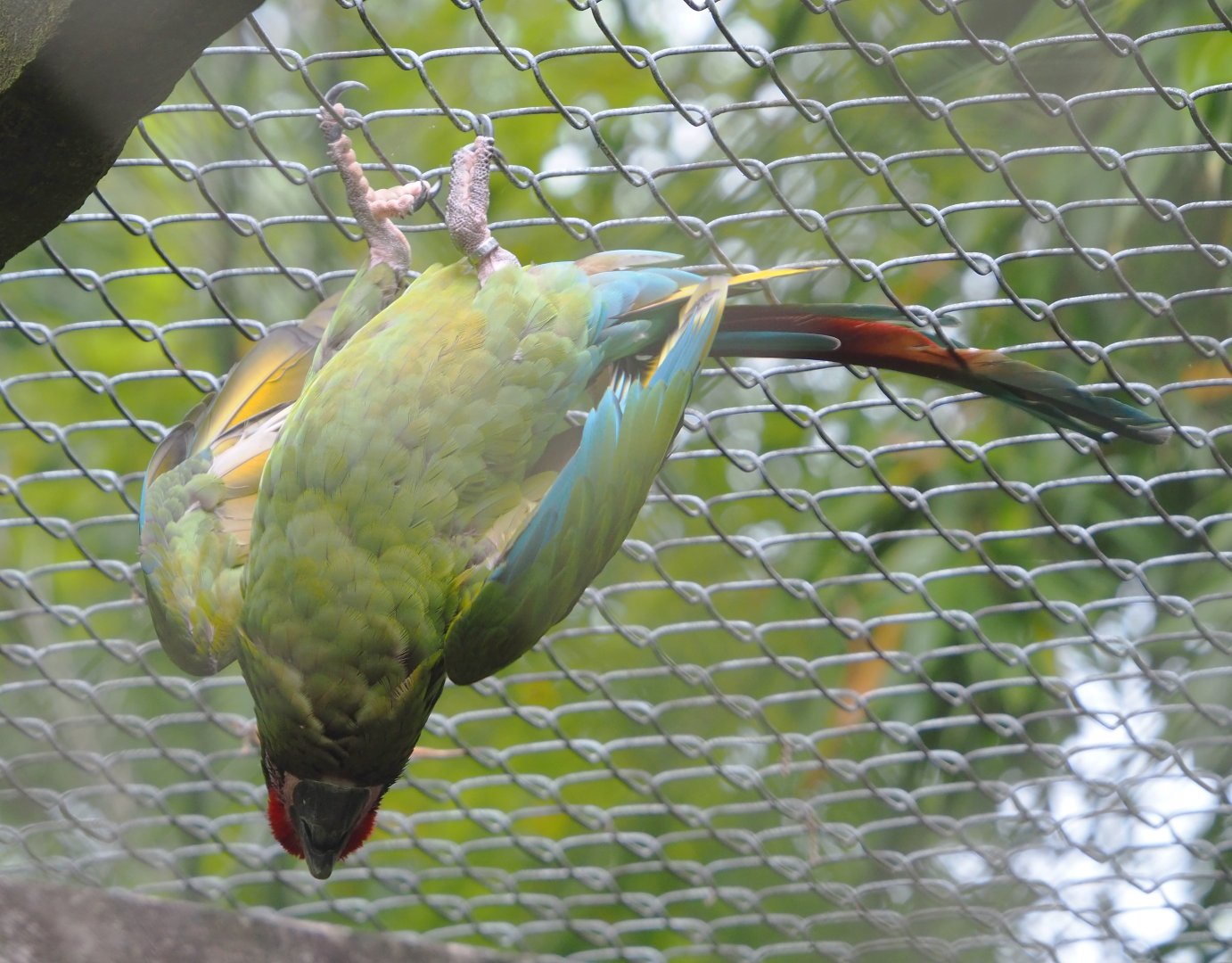Mexican military macaw (Ara militaris mexicana), 2021-07-03