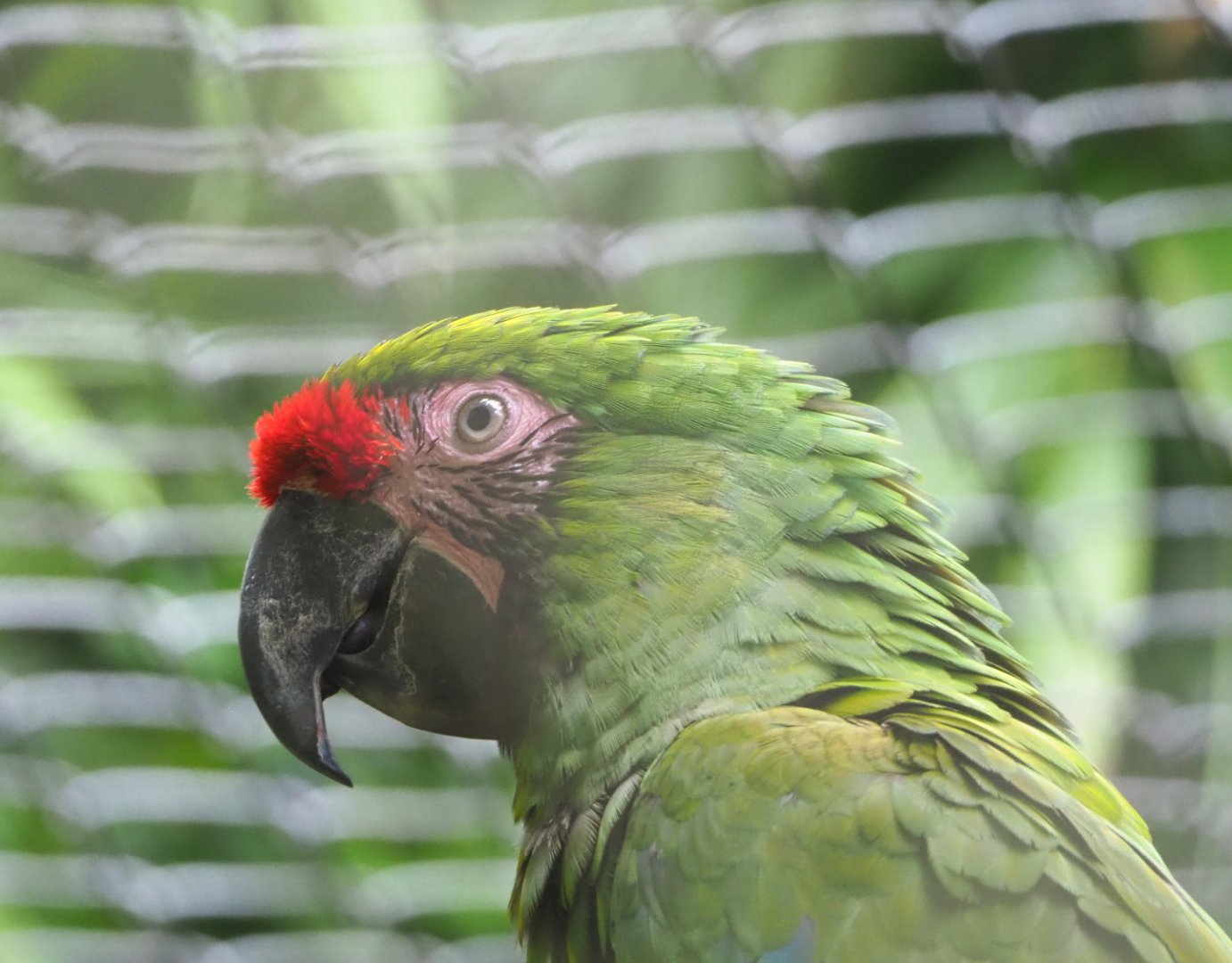 Mexican military macaw (Ara militaris mexicana), 2021-07-03