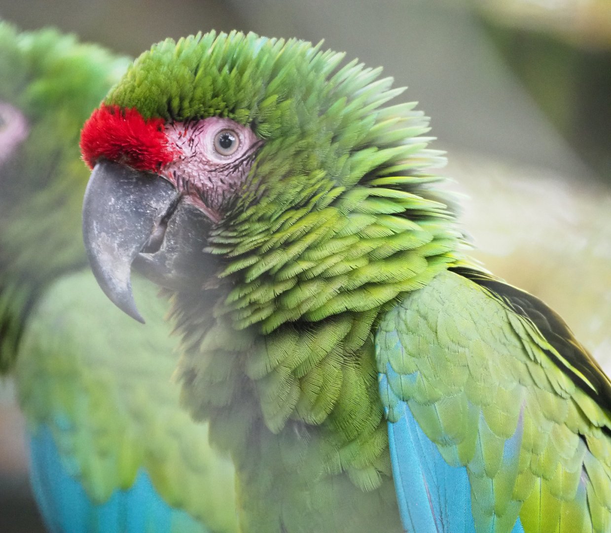 Mexican military macaw (Ara militaris mexicana), 2021-11-06