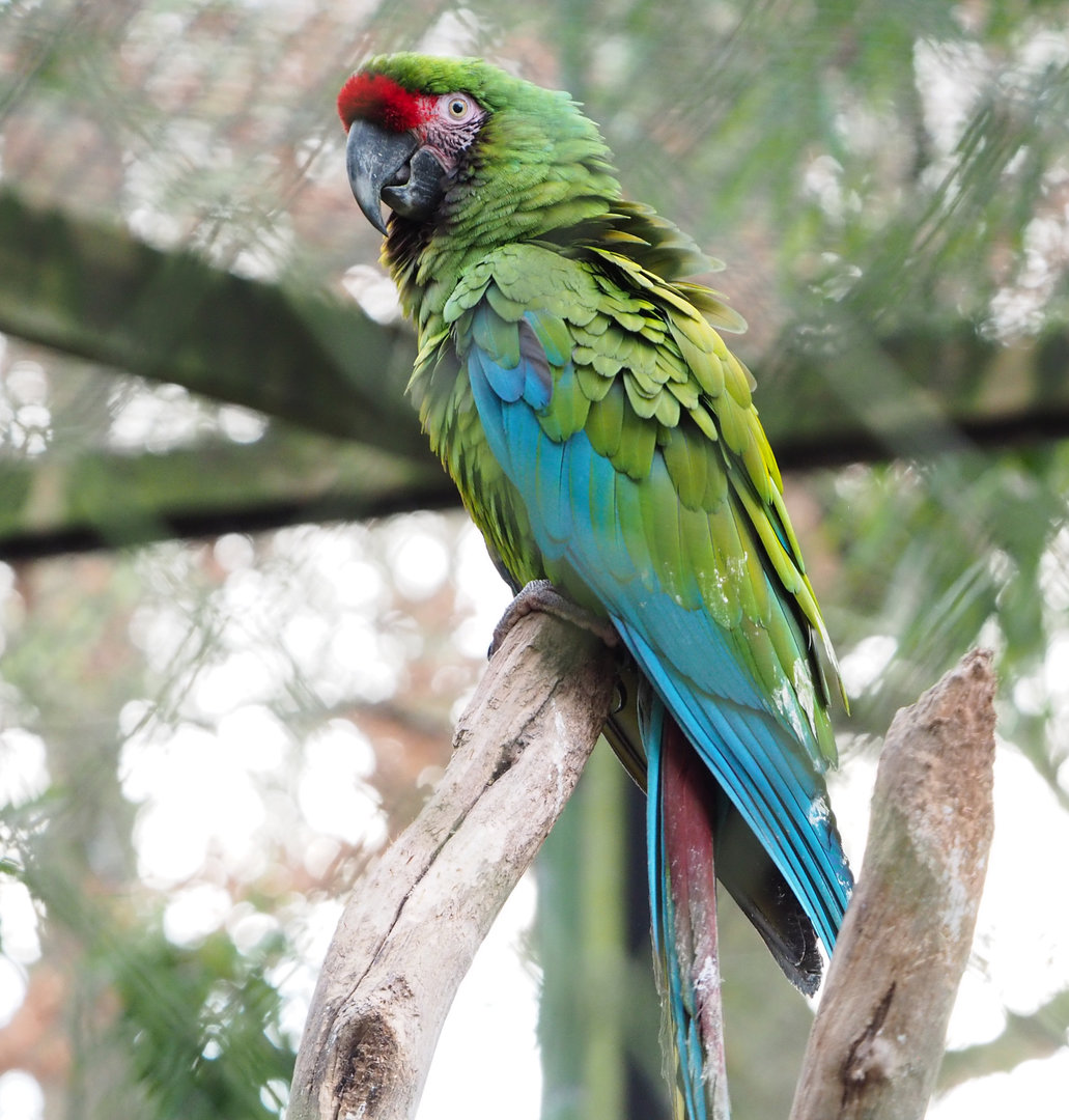 Mexican military macaw (Ara militaris mexicana), 2022-01-02