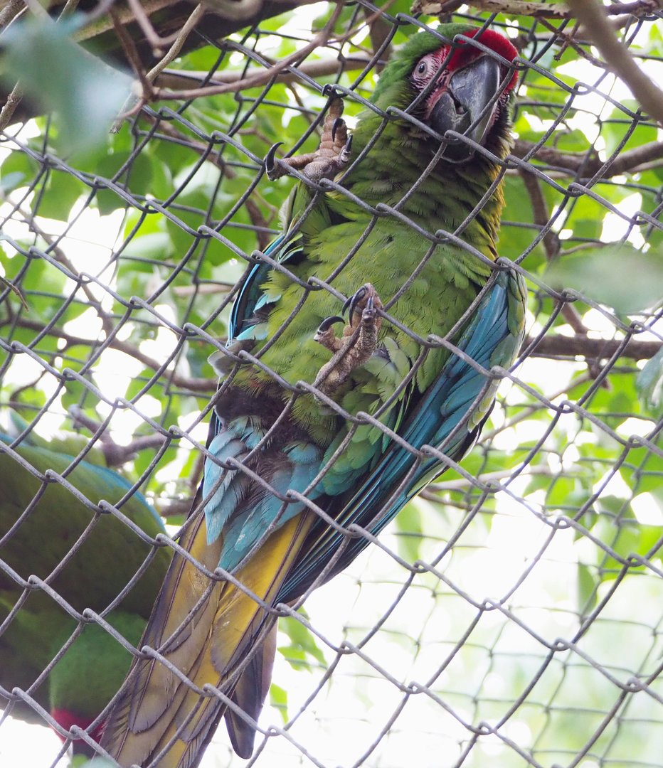 Mexican military macaw (Ara militaris mexicana), 2022-01-02