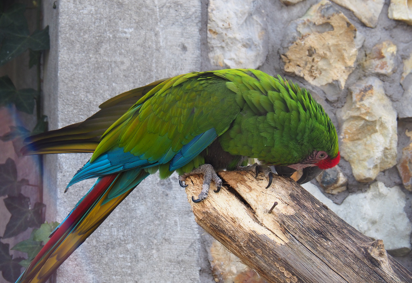 Mexican military macaw (Ara militaris mexicana), 2022-03-16