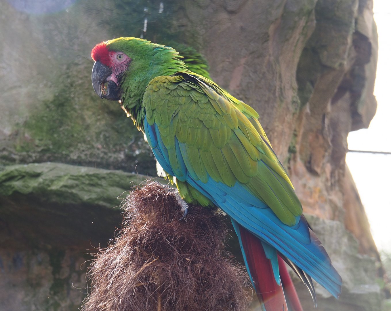 Mexican military macaw (Ara militaris mexicana), 2022-03-16
