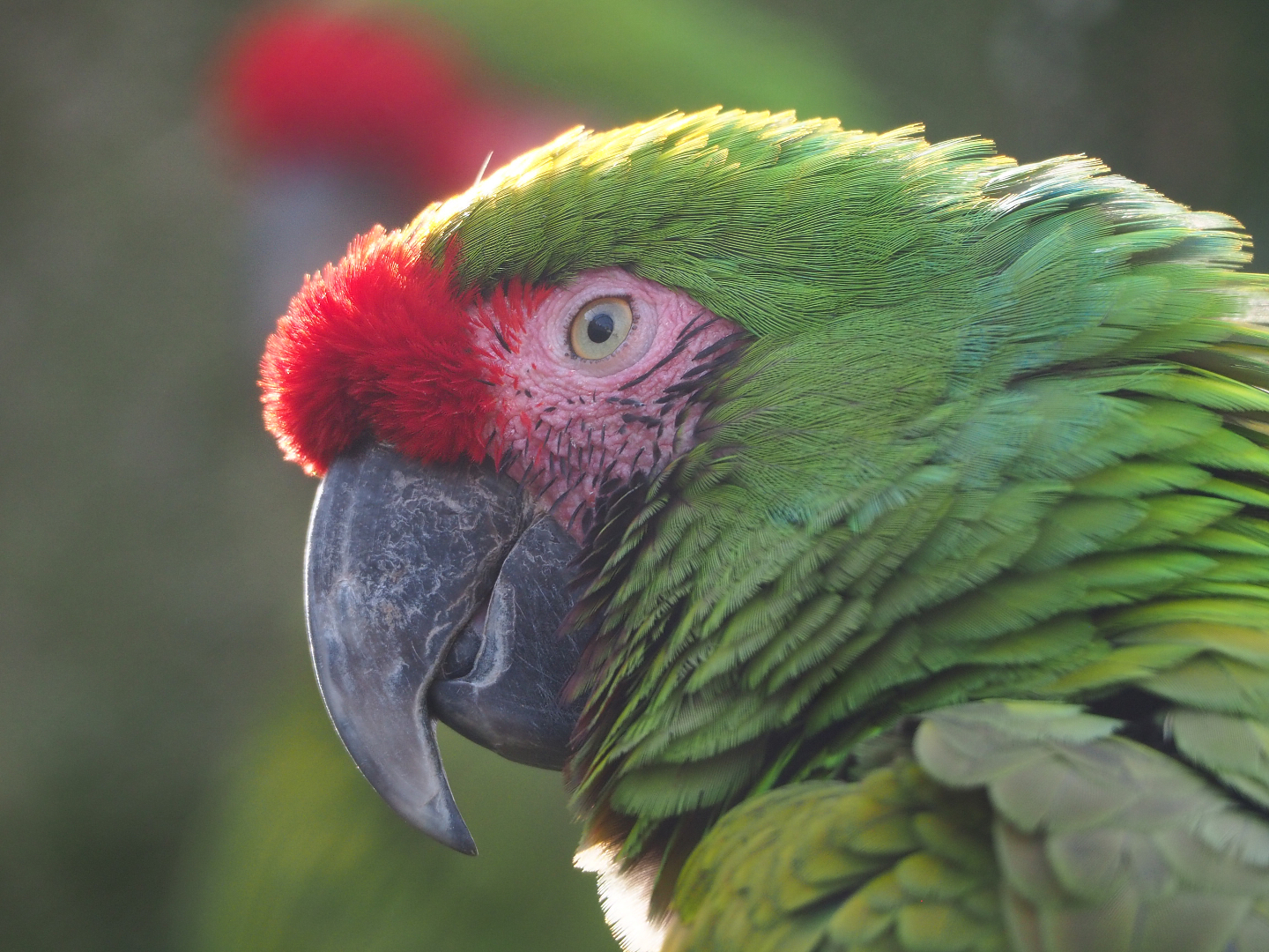 Mexican military macaw (Ara militaris mexicana), 2022-03-16