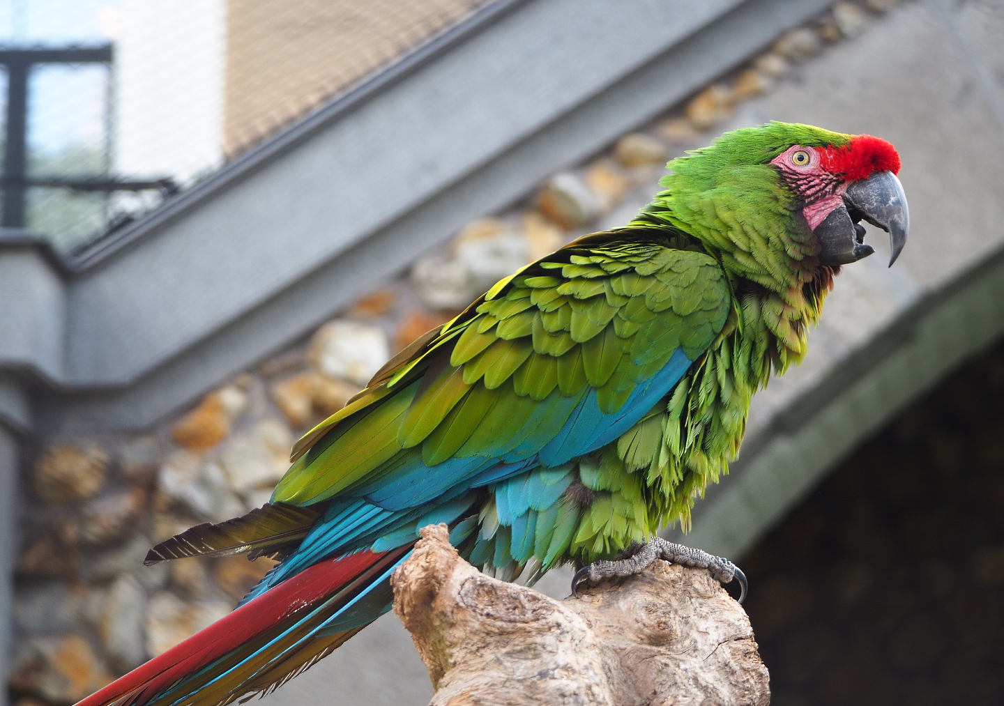 Mexican military macaw (Ara militaris mexicana), 2022-05-26