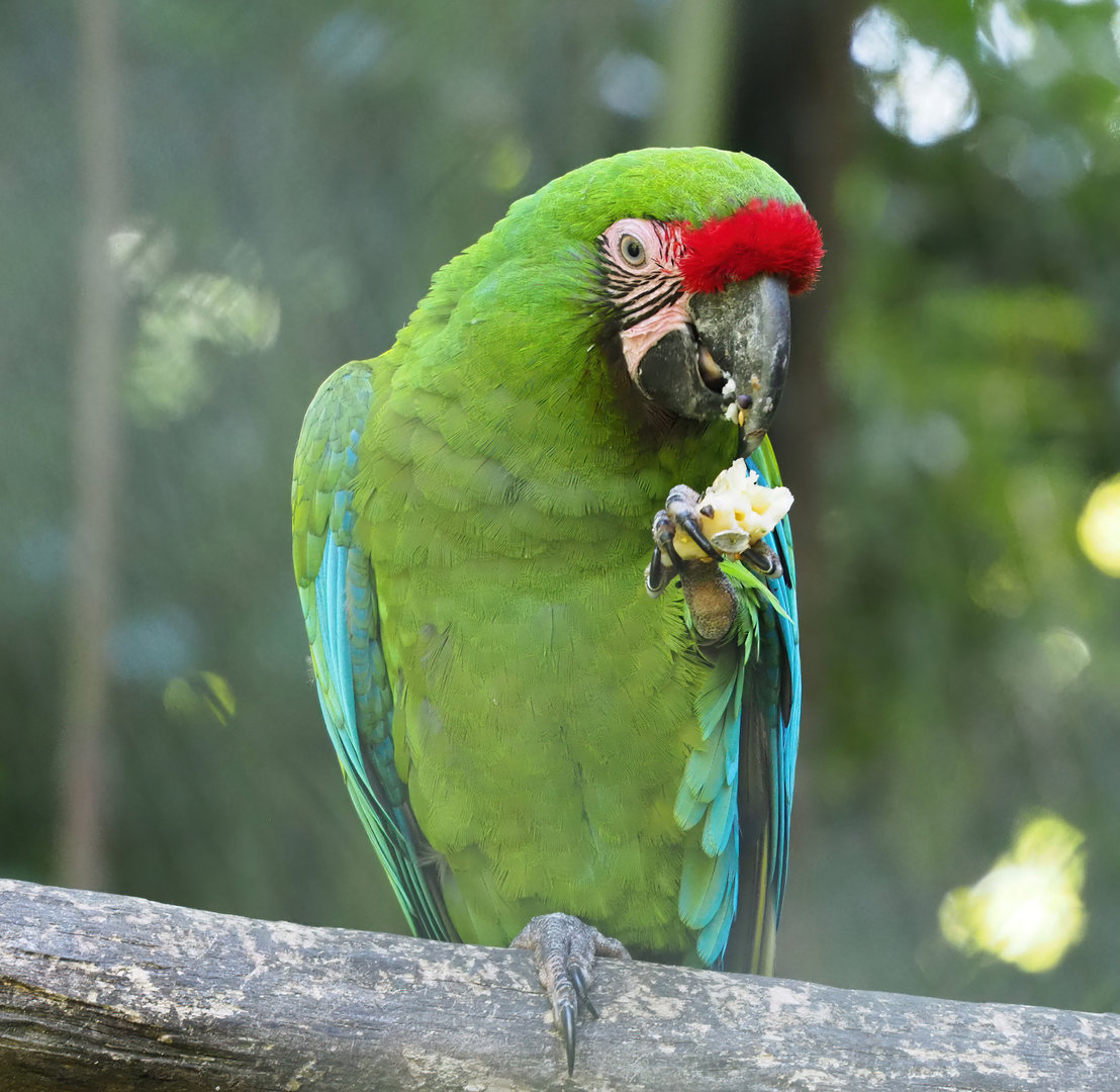 Mexican military macaw (Ara militaris mexicana), 2022-06-15