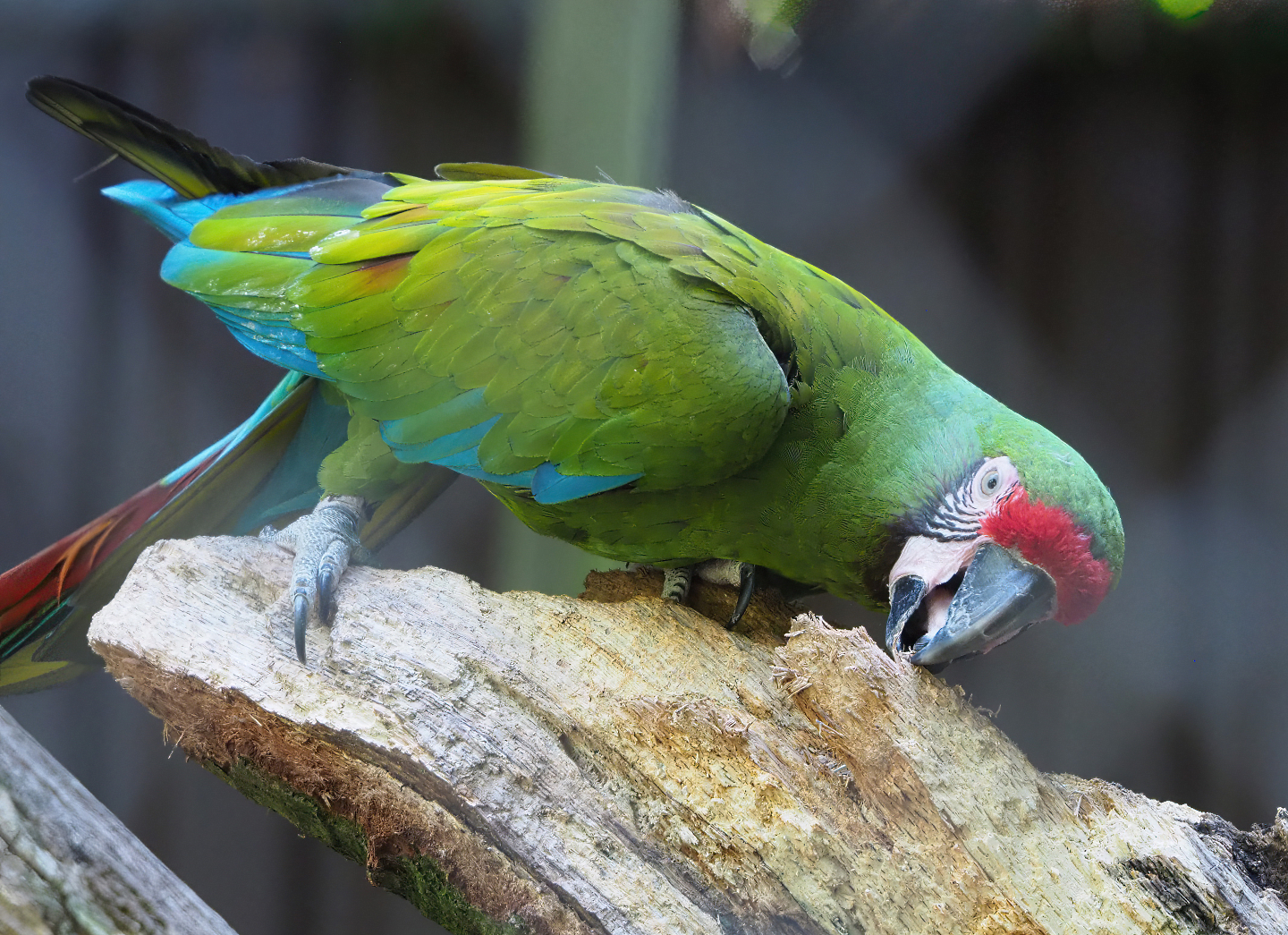 Mexican military macaw (Ara militaris mexicana), 2022-07-03