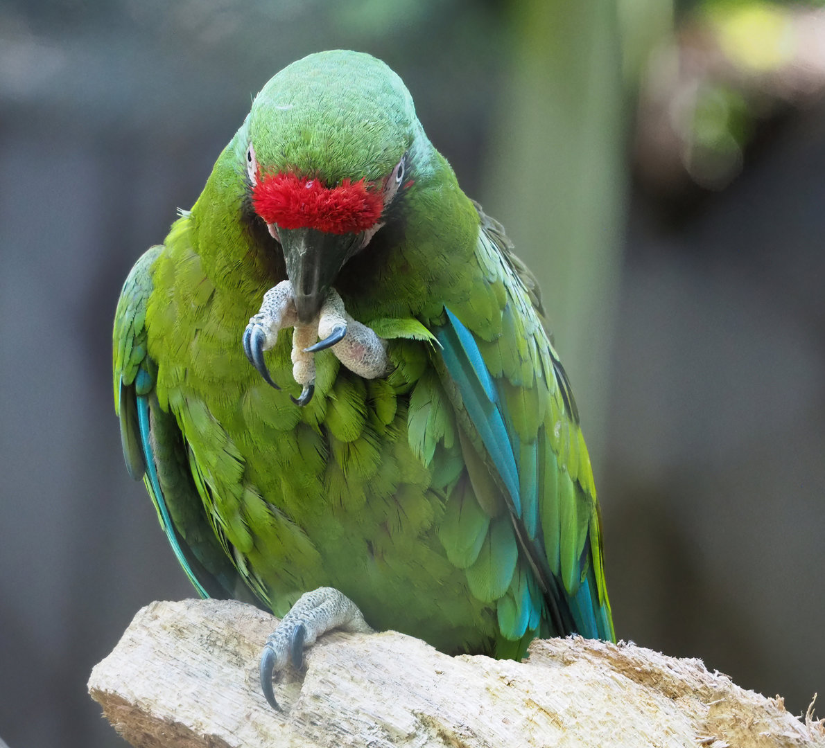 Mexican military macaw (Ara militaris mexicana), 2022-07-03