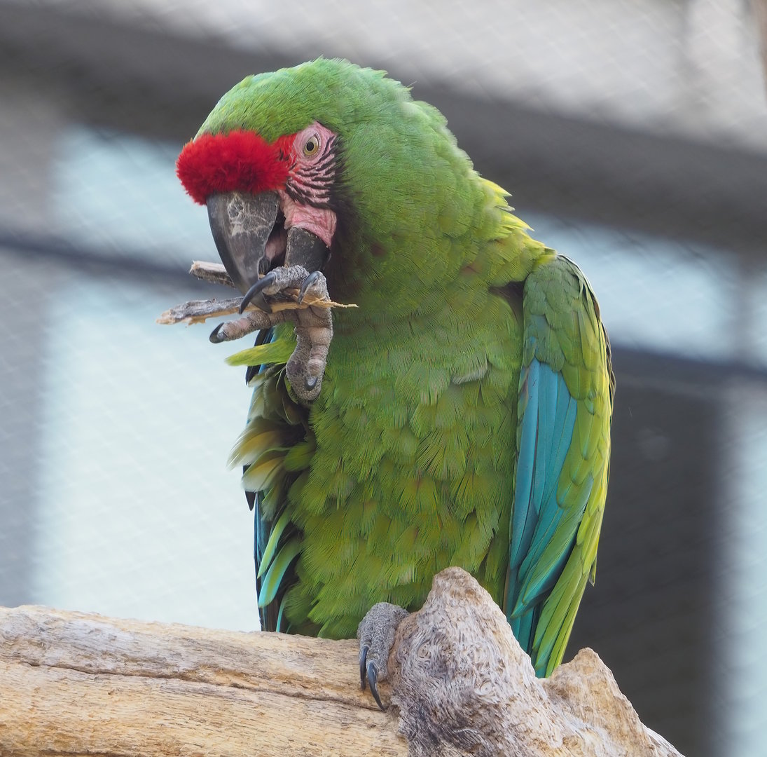 Mexican military macaw (Ara militaris mexicana), 2022-08-16