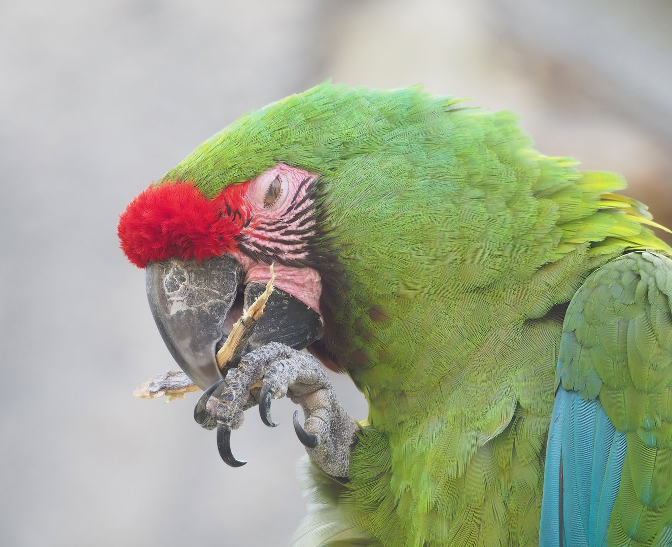 Mexican military macaw (Ara militaris mexicana), 2022-08-16