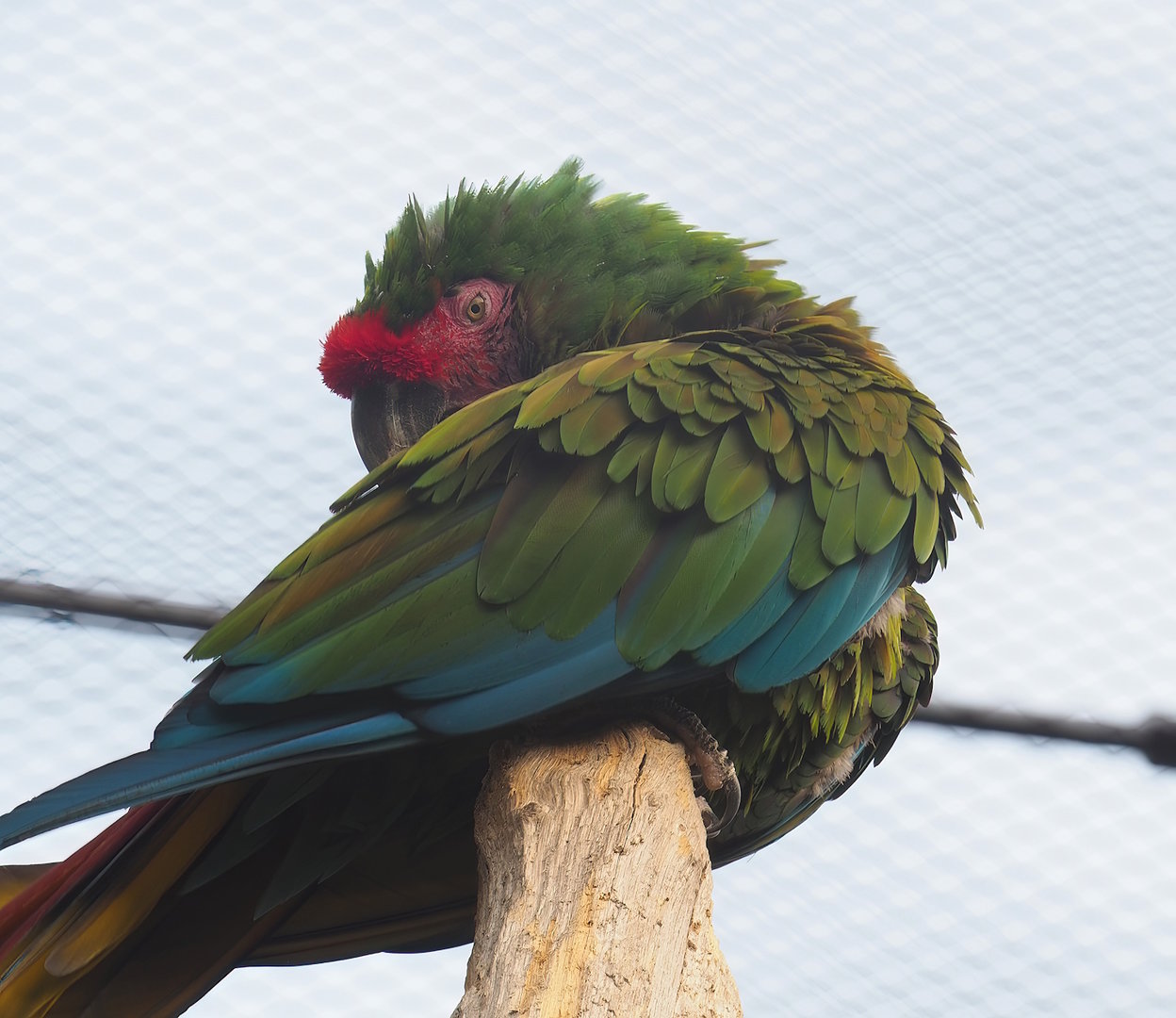 Mexican military macaw (Ara militaris mexicana), 2022-09-04