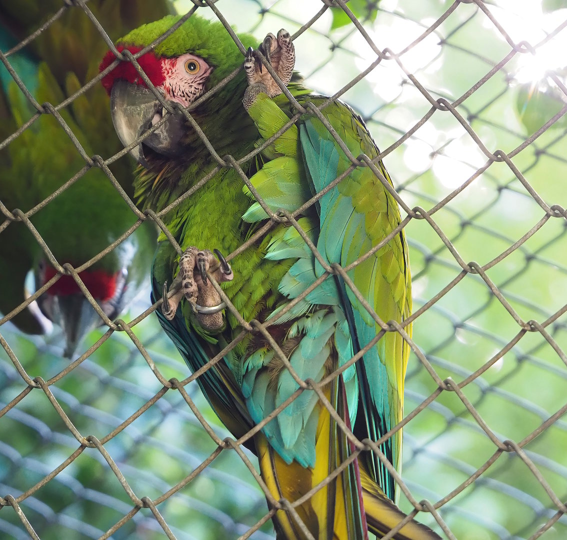 Mexican military macaw (Ara militaris mexicana), 2022-09-12