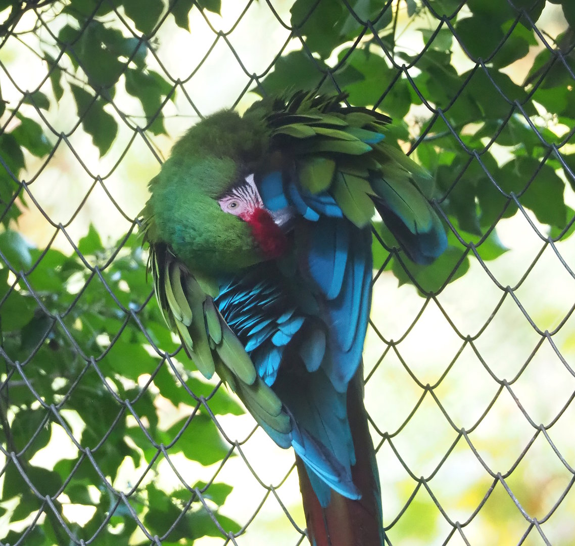 Mexican military macaw (Ara militaris mexicana), 2022-10-19