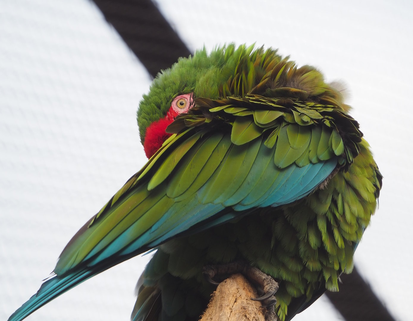 Mexican military macaw (Ara militaris mexicana), 2022-10-29