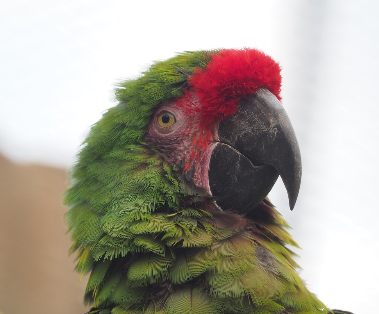 Mexican military macaw (Ara militaris mexicana), 2022-10-29