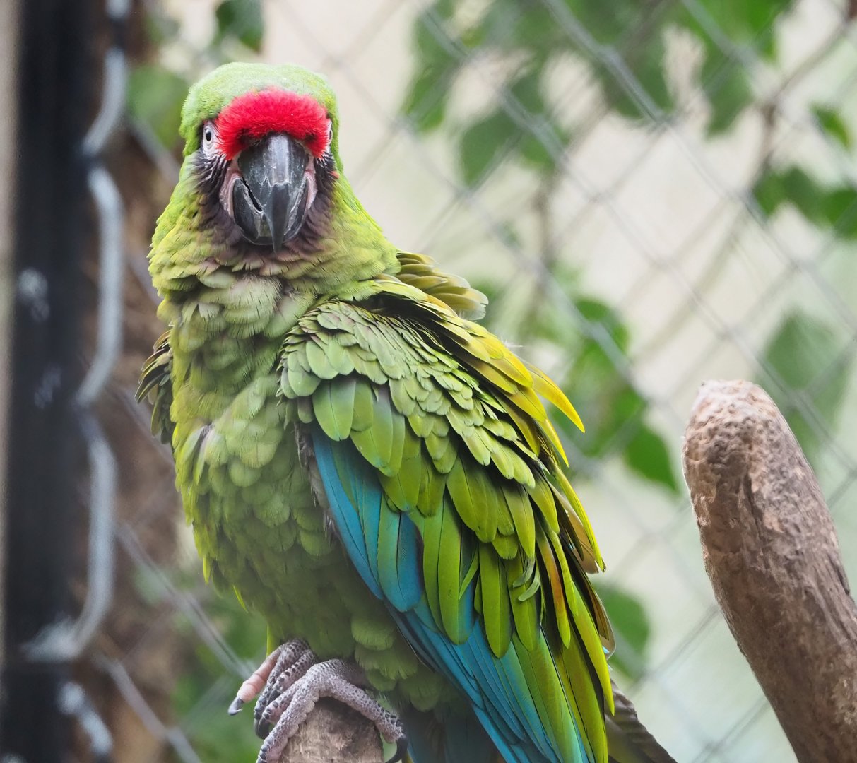 Mexican military macaw (Ara militaris mexicana), 2023-02-19