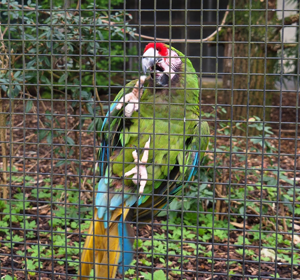 Mexican military macaw (Ara militaris mexicana), 2023-04-08