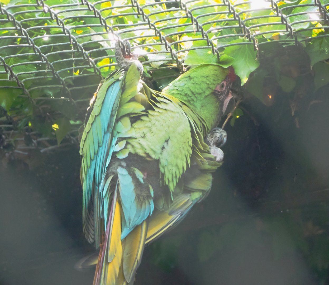 Mexican military macaw (Ara militaris mexicana), 2023-05-13