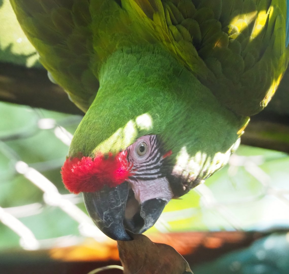 Mexican military macaw (Ara militaris mexicana), 2023-05-13