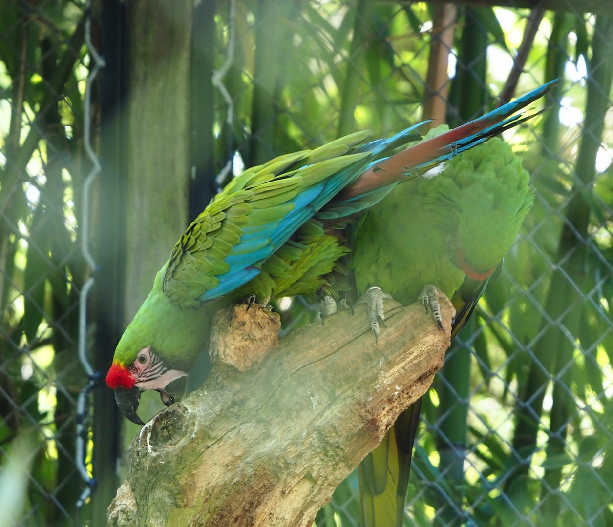 Mexican military macaw (Ara militaris mexicana), 2023-06-04