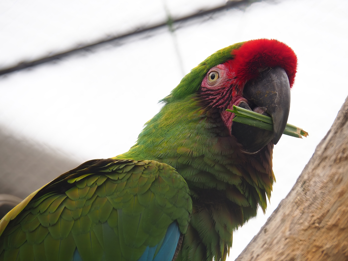 Mexican military macaw (Ara militaris mexicana), 2023-07-02