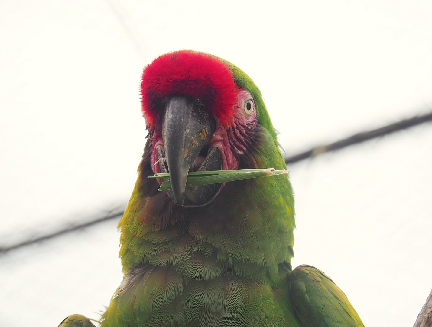 Mexican military macaw (Ara militaris mexicana), 2023-07-02