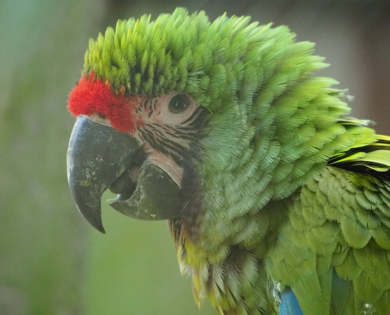 Mexican military macaw (Ara militaris mexicana), 2023-07-08
